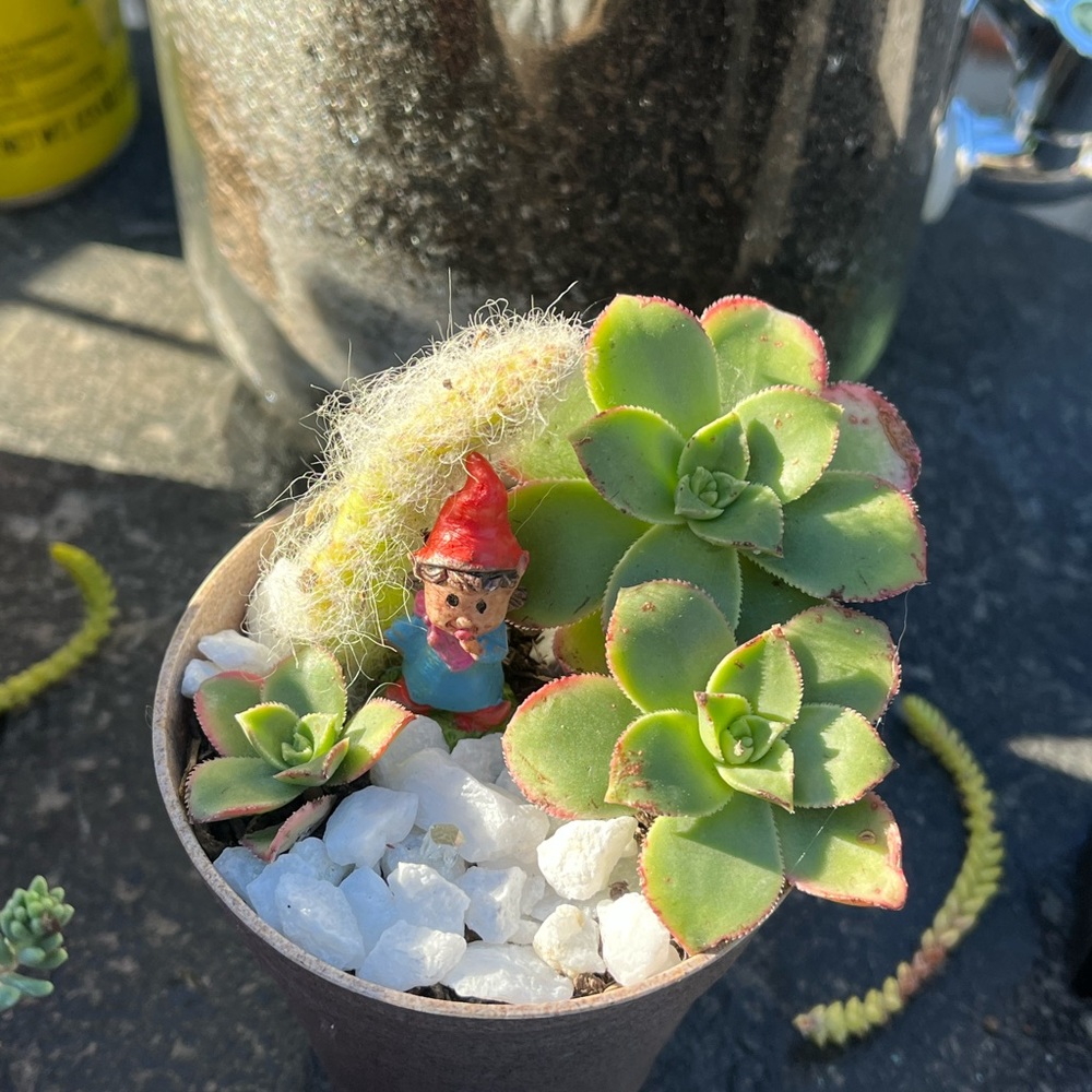 Beige cup of succies